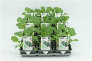 Afbeelding van Kool. Paksoi